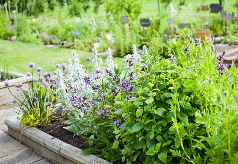 20-Perennial-Herbs-You-Can-Plant-Once-And-Harvest-For-Years