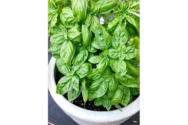 basil