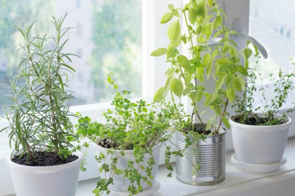 Aromatic,Herbs,In,Kitchen,Garden