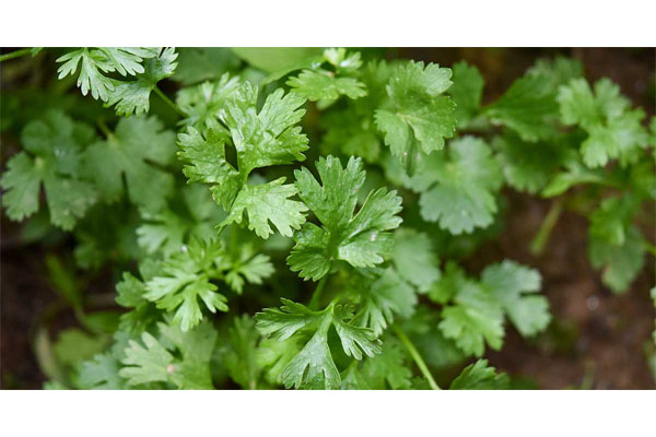 parsley